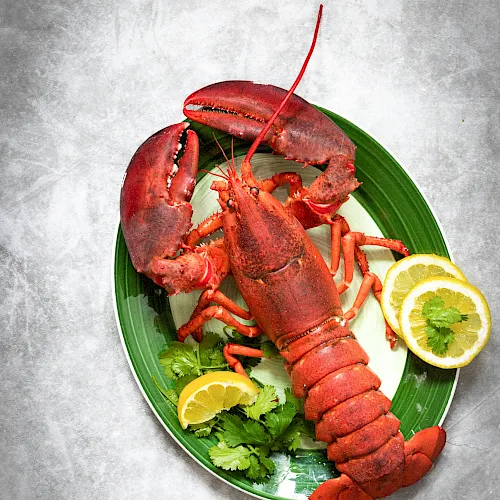 A plate of cooked lobster with claws and tails, garnished with cilantro and lemon slices.